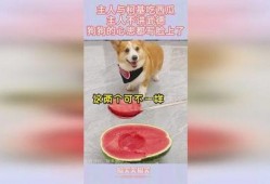 吃瓜柯基,揭秘网红宠物的日常趣事