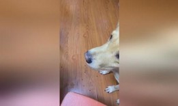 狗狗吃蓝瓜吐了