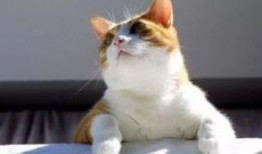 美女吃瓜跟猫说话,美女吃瓜与猫咪的温馨对话