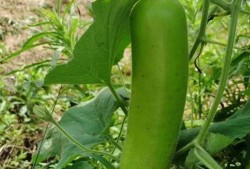 有瓜开吃小说,揭开小说有瓜开吃的神秘面纱