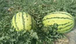 宁夏迈阿密吃瓜事件视频,一场网络热传的误会与反思