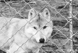 小狼吃瓜切片,揭秘瓜果美食新潮流