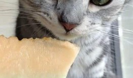 吃瓜的猫猫头,揭秘吃瓜猫猫头的趣味生活