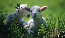 miniso吃瓜小羊,吃瓜小羊，萌趣来袭！