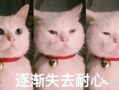 猫猫吃瓜的表情包,揭秘猫咪的幽默时刻