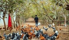 吃瓜成县网红,揭秘网红背后的故事