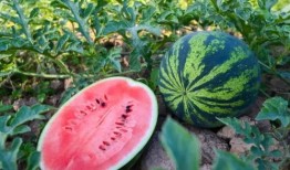 夏日天天吃瓜,天天吃瓜的悠闲时光