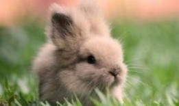 小兔吃瓜直播在线观看