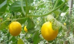 春天吃伊丽莎白瓜好吗,春季品尝伊丽莎白瓜的益处与美味