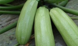 吃树瓜有哪些好处,揭秘吃树瓜的五大益处