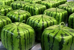 吃瓜模式在哪里,网络热议背后的真相与趣味