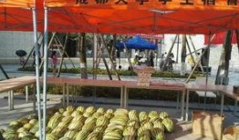 成都学校吃瓜比赛,吃瓜比赛一触即发，校园美食盛宴来袭！