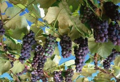 吃瓜不吐葡萄皮福建,吃瓜不吐葡萄皮，品味独特民俗风情