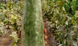 芒市最新吃瓜,探寻最新美食风向标