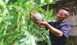 凤玲吃瓜,揭秘娱乐圈幕后故事