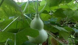 孕早期可以吃葫芦瓜吗