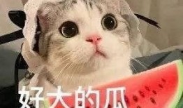 吃瓜网红照片下载,揭秘幕后花絮，带你领略明星日常