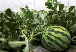 辰居路吃瓜,揭秘网红美食背后的“吃瓜”故事