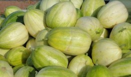 微山县吃瓜记录,探寻微山县的甜蜜记忆