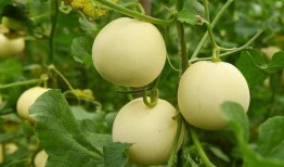 什么瓜能天天吃,揭秘“什么瓜能天天吃”的养生奥秘