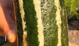 带你吃瓜是什么,带你领略“吃瓜群众”的趣味与智慧