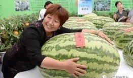 单位组织吃瓜比赛,单位组织吃瓜大赛，趣味横生共度清凉时光