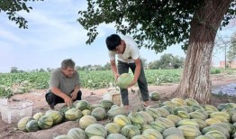 赣马吃瓜,揭秘赣南特色美食背后的故事