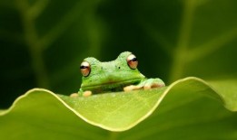 梦见青蛙吃小瓜,青蛙与瓜果的奇幻对决