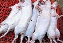 吃瓜的耗子,吃瓜耗子的趣味生活点滴