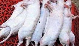 吃瓜的耗子,吃瓜耗子的趣味生活点滴