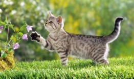 美女吃瓜跟猫说话,美女吃瓜与猫咪的温馨对话