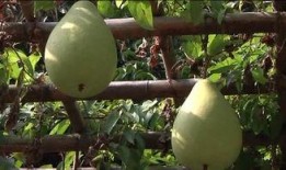 校园走廊吃瓜,瓜语飘香，青春共鸣