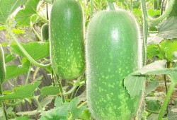 吃瓜乐不停文章,揭秘娱乐圈幕后真相