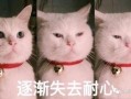 猫猫吃瓜的表情包,揭秘猫咪的幽默时刻