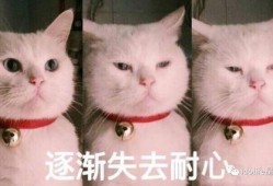 猫猫吃瓜的表情包,揭秘猫咪的幽默时刻