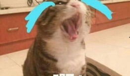 猫猫吃瓜的表情包,揭秘猫咪的幽默时刻