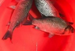 鲫瓜鱼怎样吃,鲫瓜鱼的多重美味吃法探索