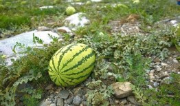 吃瓜得瓜是什么意思,揭秘“吃瓜得瓜”的智慧与乐趣