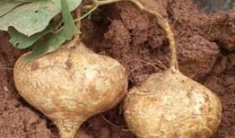 吃土瓜过后,一场味蕾与自然的邂逅