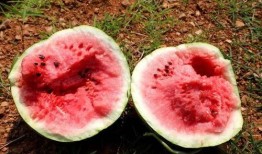 巧克力吃瓜群众玫瑰,甜蜜瓜群众的浪漫生活