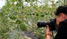 潍坊寒亭吃瓜,瓜果飘香，品味夏日田园风情