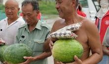 阿拉泰吃瓜,揭秘娱乐圈幕后故事