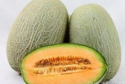 喂熊猫吃哈密瓜,哈密瓜盛宴