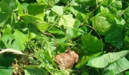 黄毛吃瓜,揭秘娱乐圈的幕后故事