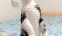 吃瓜的猫猫头,揭秘吃瓜猫猫头的趣味生活