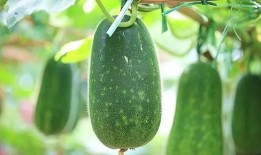 吃瓜反被瓜咬案例,揭秘网络谣言背后的真相