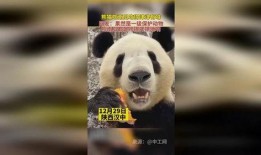 保护动物吃瓜视频,共赏动物食瓜瞬间
